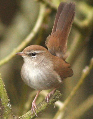 Bouscarle de Cetti 
&copy; Thierry Tancrez