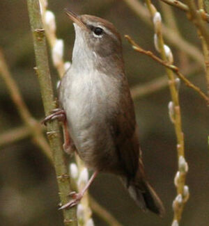 Bouscarle de Cetti 
&copy; Thierry Tancrez