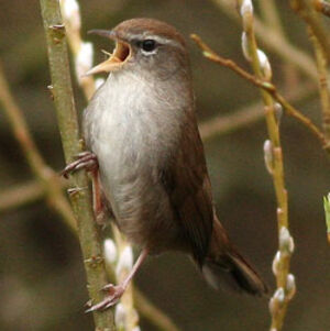 Bouscarle de Cetti 
&copy; Thierry Tancrez