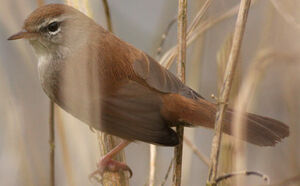 Bouscarle de Cetti 
&copy; Thierry Tancrez