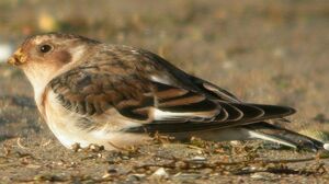 Snow Bunting