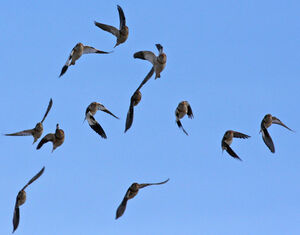 Snow Bunting