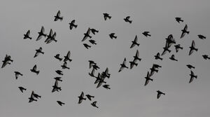 Snow Bunting