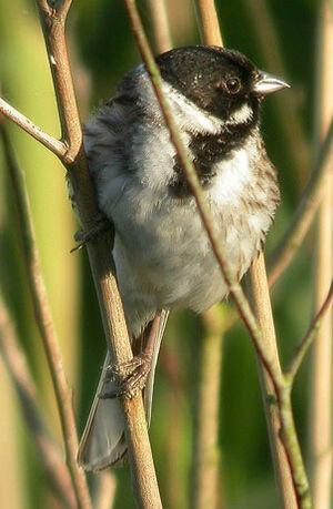 Common Reed Bunting 
&copy; Thierry Tancrez