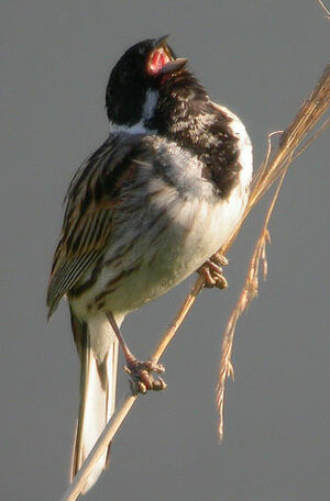Common Reed Bunting 
&copy; Thierry Tancrez