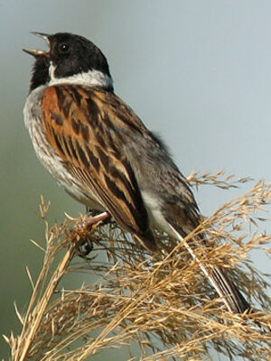 Common Reed Bunting 
&copy; Thierry Tancrez