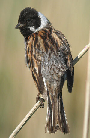 Common Reed Bunting 
&copy; Thierry Tancrez