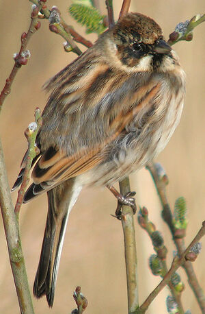Common Reed Bunting 
&copy; Thierry Tancrez