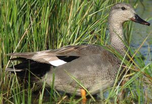 Gadwall