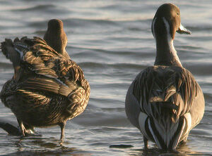Canard pilet 
&copy; Thierry Tancrez