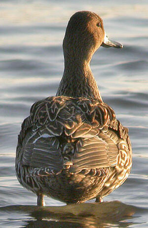 Canard pilet 
&copy; Thierry Tancrez