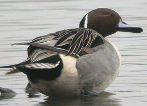 Canard pilet 
&copy; Thierry Tancrez