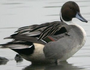 Canard pilet 
&copy; Thierry Tancrez