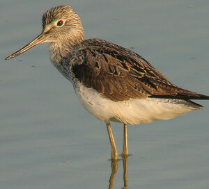 Common Greenshank