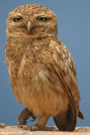 Little Owl