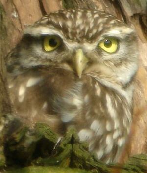 Little Owl