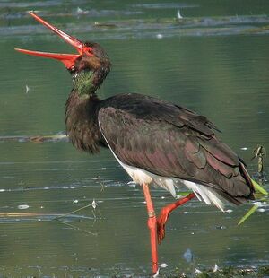 Cigogne noire