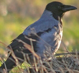 Hooded Crow 
&copy; Thierry Tancrez