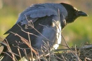 Hooded Crow 
&copy; Thierry Tancrez