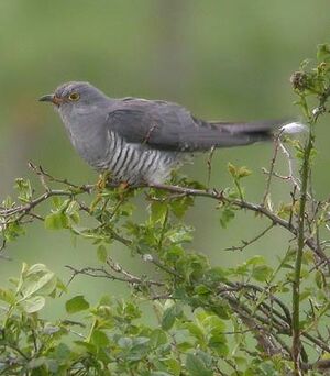 Common Cuckoo