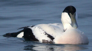 Eider � duvet