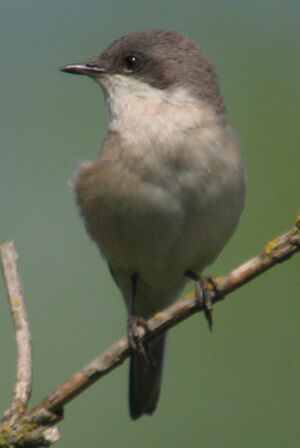 Lesser Whitethroat 
&copy; Thierry Tancrez