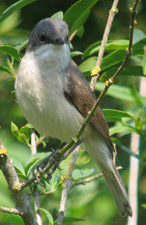 Lesser Whitethroat 
&copy; Thierry Tancrez