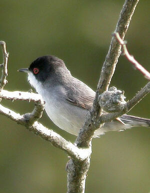 Sardinian Warbler 
&copy; Thierry Tancrez