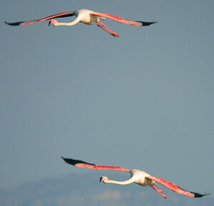Flamant rose