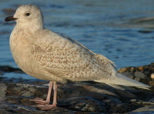 Iceland Gull 
&copy; Thierry Tancrez