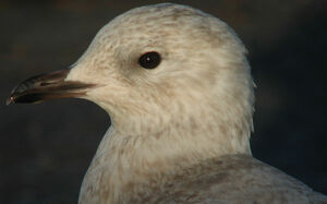 Iceland Gull 
&copy; Thierry Tancrez