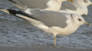 Mew Gull