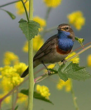 Gorgebleue � miroir