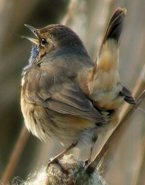 Bluethroat 
&copy; Thierry Tancrez