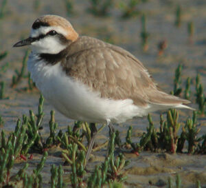 Kentish Plover