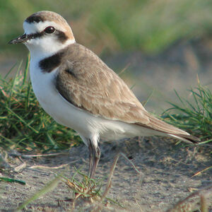 Kentish Plover