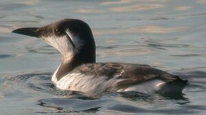 Guillemot de Tro�l