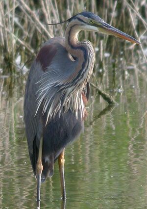 Purple Heron
