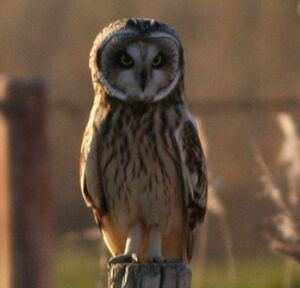Hibou des marais