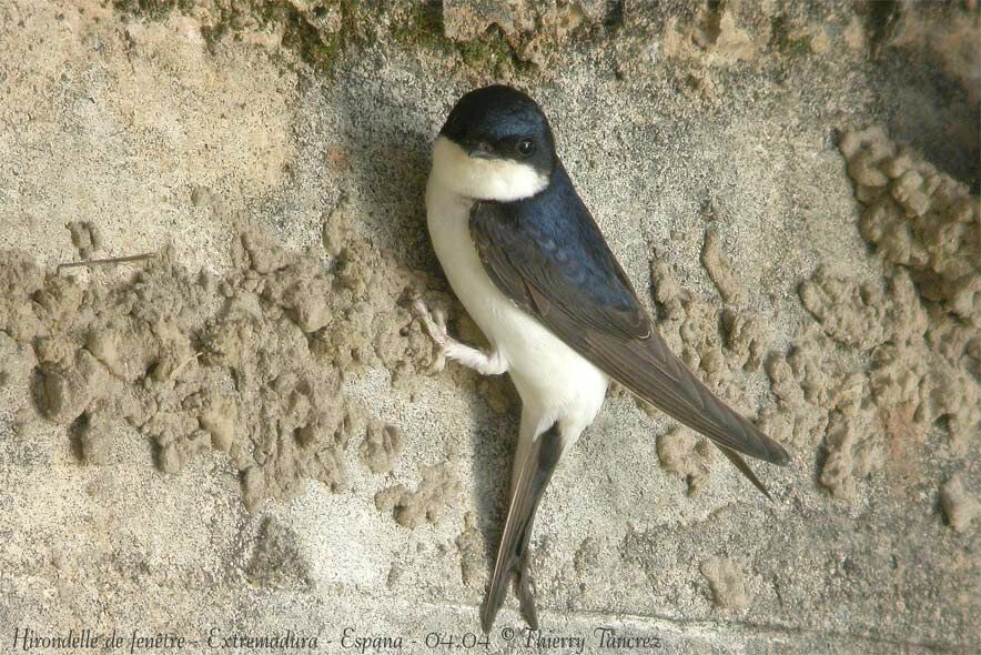 Western House Martin