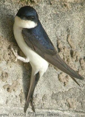 Hirondelle de fen�tre