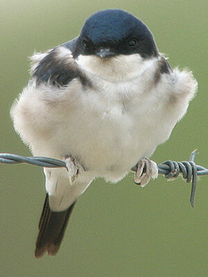 Hirondelle de fen�tre
