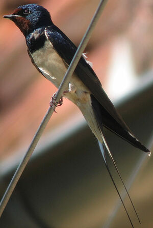Hirondelle rustique