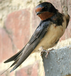 Hirondelle rustique