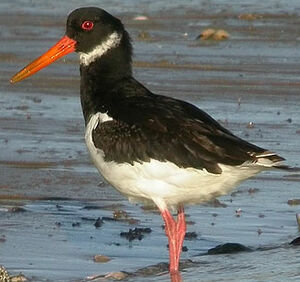 Eurasian Oystercatcher 
&copy; Thierry Tancrez