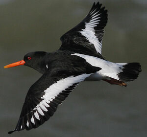 Eurasian Oystercatcher 
&copy; Thierry Tancrez