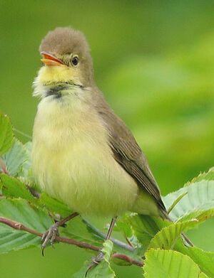 Melodious Warbler