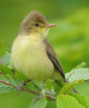 Melodious Warbler