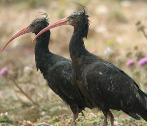 Ibis chauve