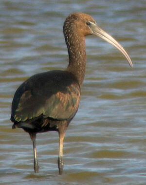 Ibis falcinelle 
&copy; Thierry Tancrez